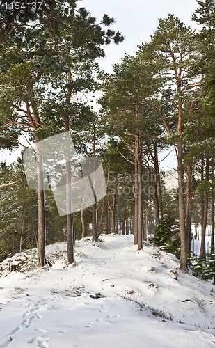 Image of Forest path