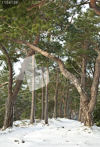 Image of Forest path