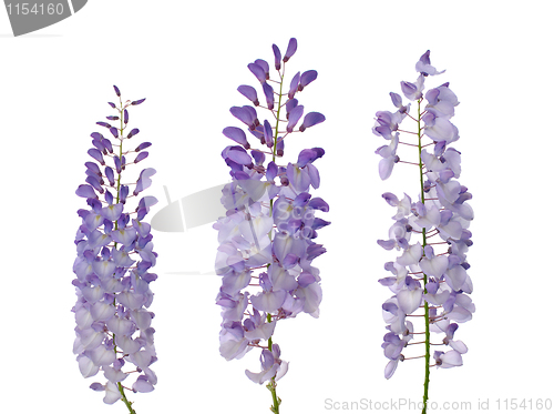 Image of Wisteria flowers