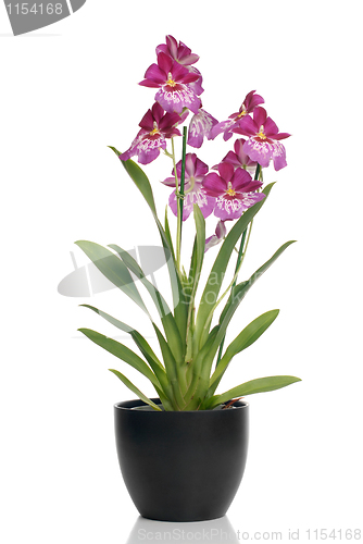 Image of Pink orchid in a pot