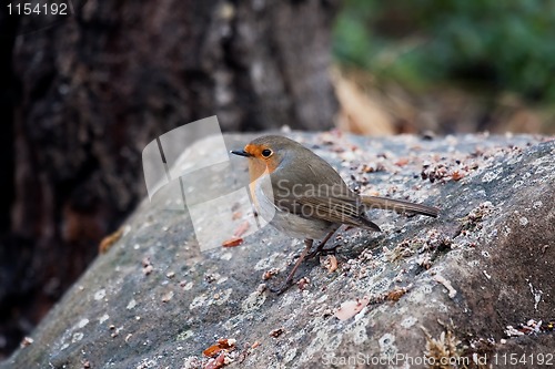 Image of robin on stone