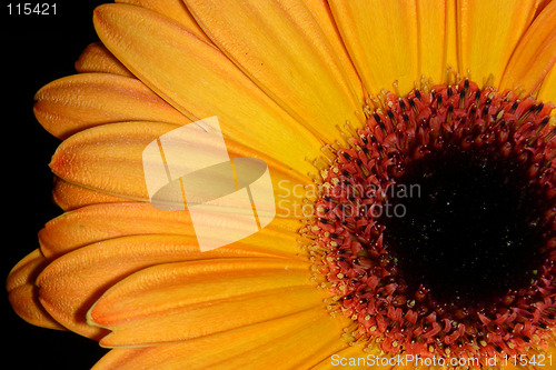 Image of orange petals-2