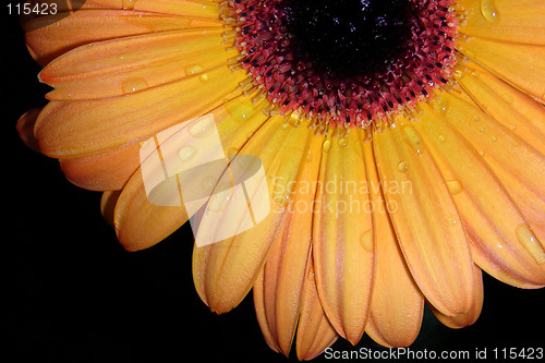 Image of orange petals