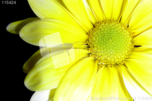 Image of yellow petals-1
