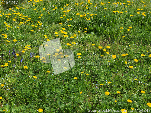 Image of Grass meadow