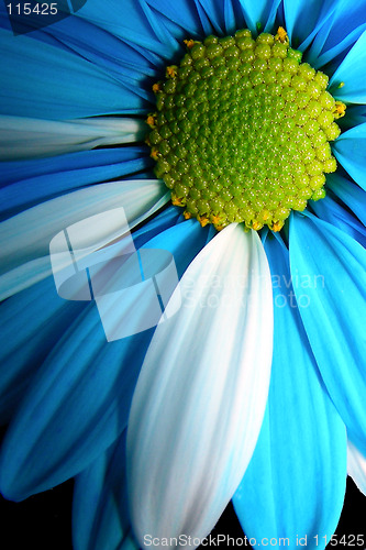 Image of blue petals-1