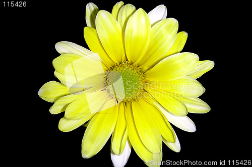 Image of yellow daisy-1