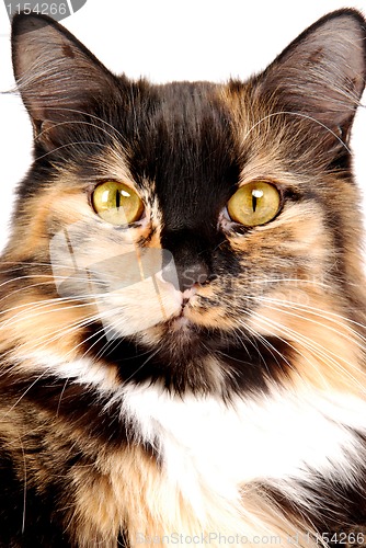 Image of Calico Portrait