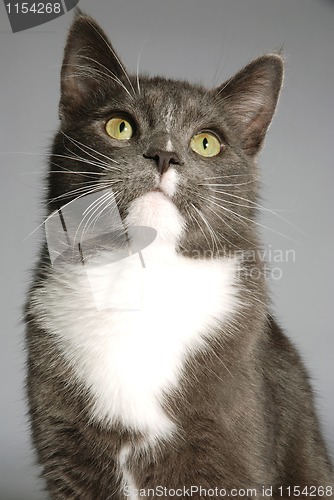 Image of Portrait of a cat