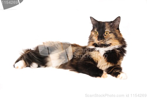 Image of Calico Cat