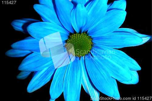 Image of blue daisy-2