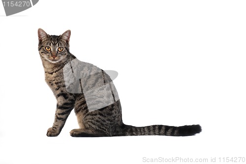 Image of Tabby Cat on White