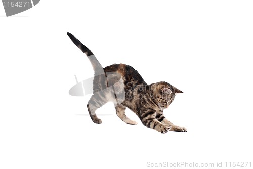 Image of Pouncing Kitten