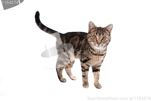 Image of Tabby Cat