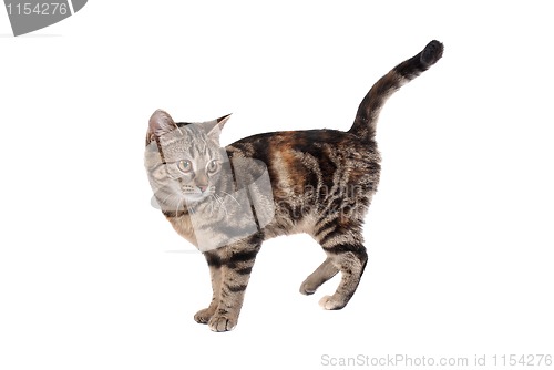 Image of Tabby Cat