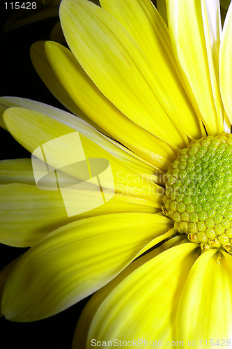 Image of yellow petals-2