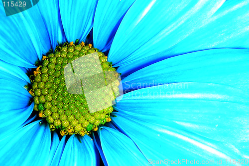 Image of blue petals-2