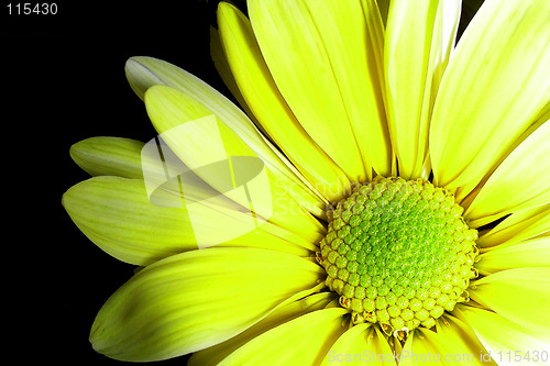 Image of yellow petals-3