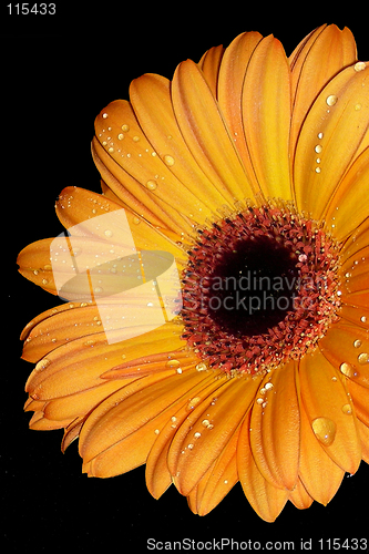 Image of orange raindrops