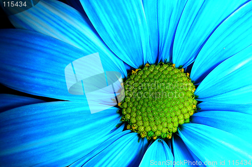 Image of blue daisy