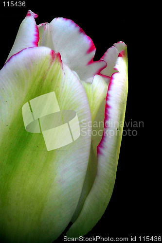 Image of petals of white and green