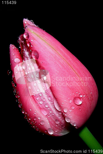 Image of raindrops on pink tulip