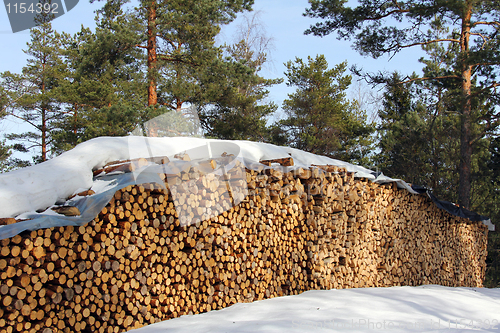 Image of Firewood in Forest