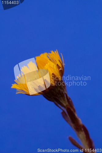 Image of coltsfoot