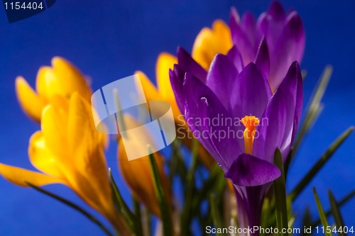 Image of crocus