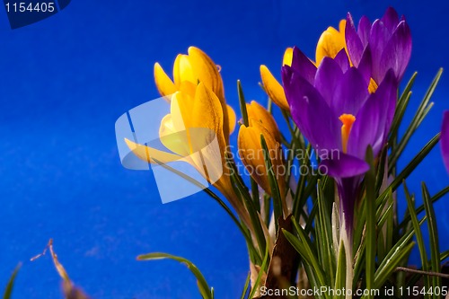 Image of crocus