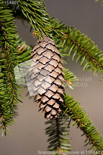 Image of spruce cone