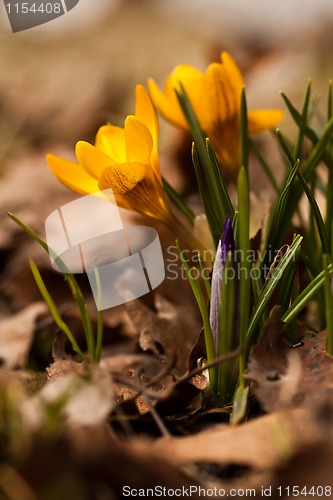 Image of Crocus