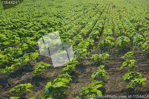 Image of Agriculture