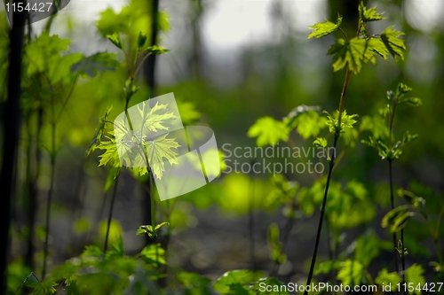 Image of Plants