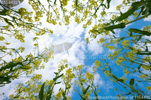 Image of Rapeseed