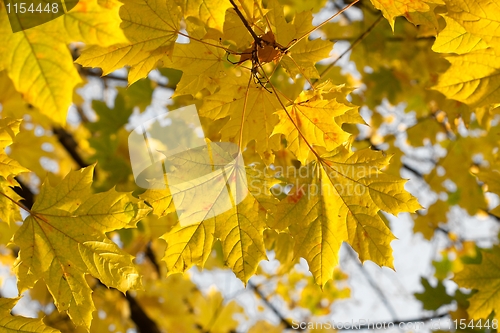 Image of Leaves