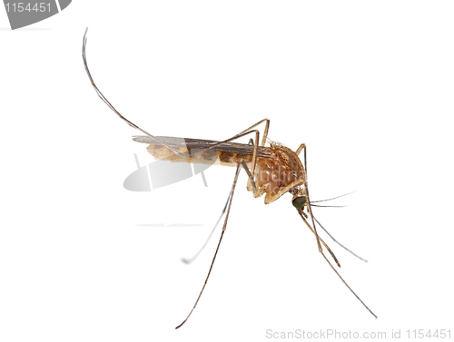 Image of Mosquito