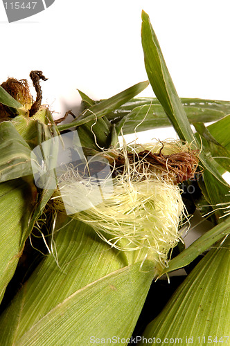 Image of corn