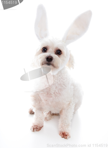 Image of White dog with bunny ears