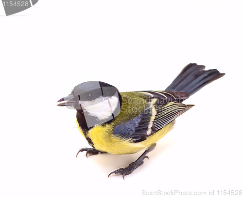 Image of Great Tit, Parus Major 7