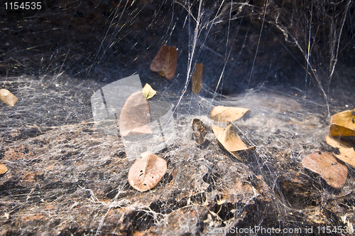 Image of Spiderweb
