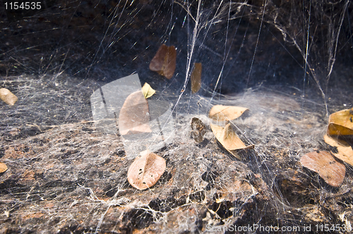 Image of Spiderweb