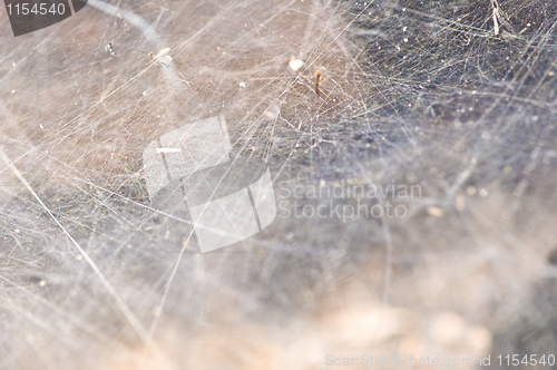 Image of Spiderweb