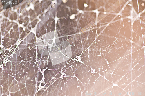 Image of Spiderweb