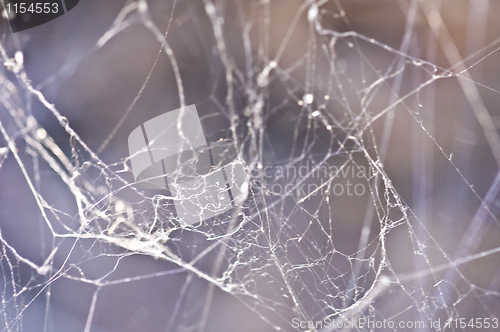 Image of Spiderweb