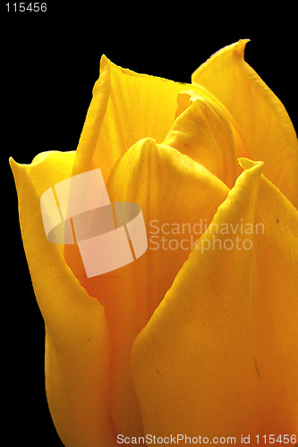 Image of yellow tulip