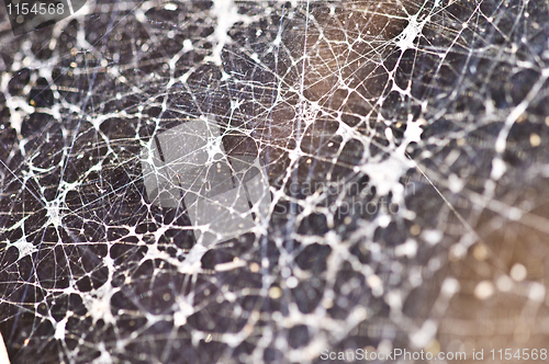 Image of Spiderweb