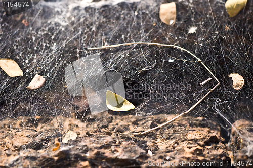 Image of Spiderweb