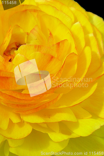 Image of yellow petals