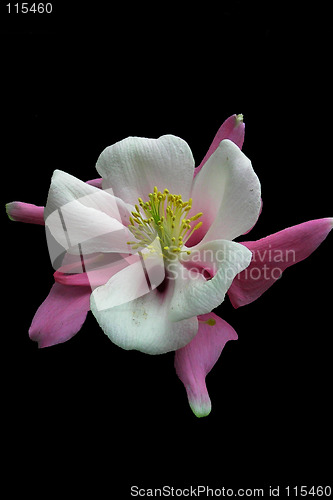 Image of purple and white flower